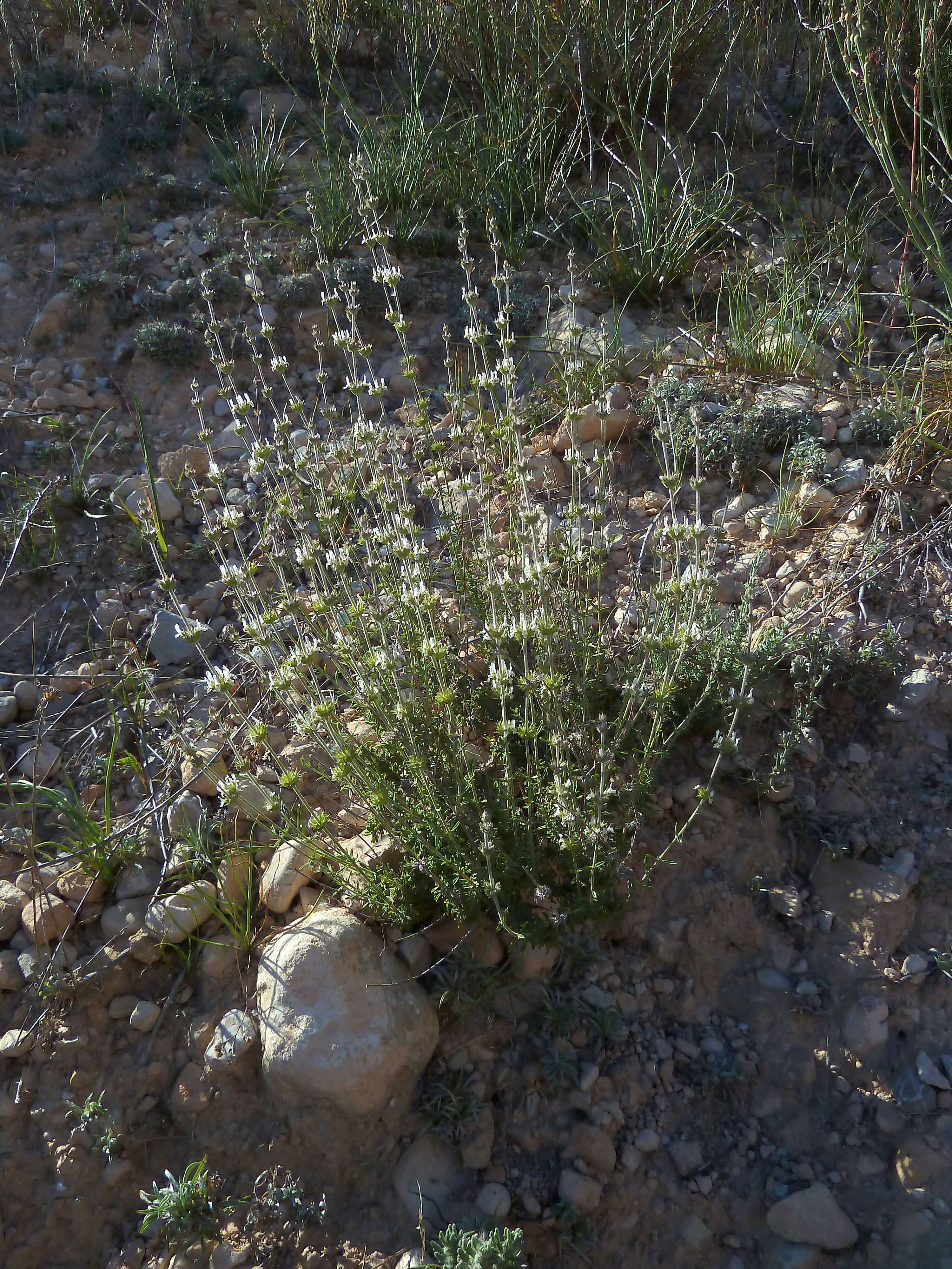 Image of Sideritis leucantha Cav.