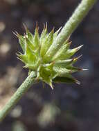 Image of Sideritis leucantha Cav.