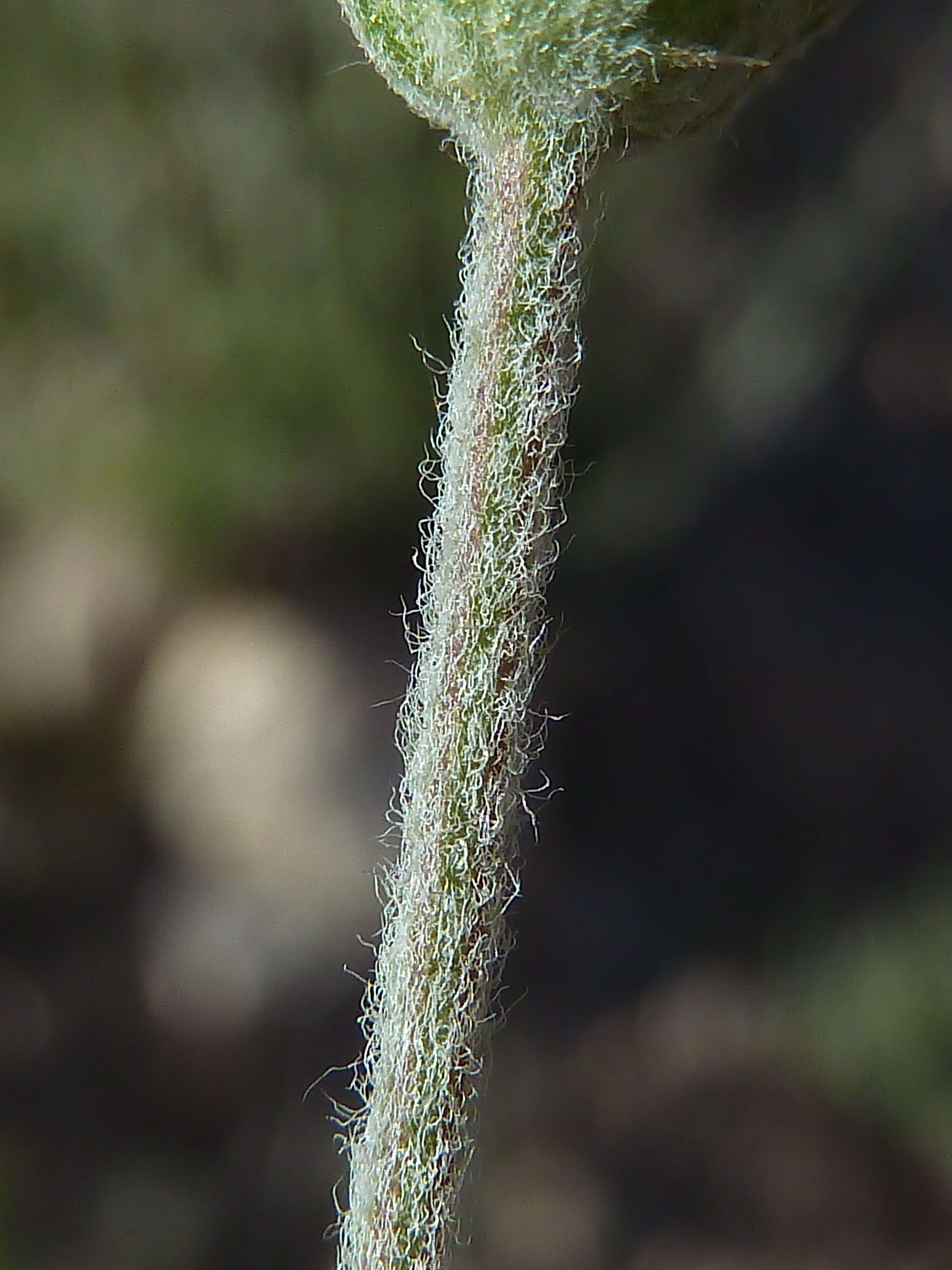 Image of Sideritis leucantha Cav.