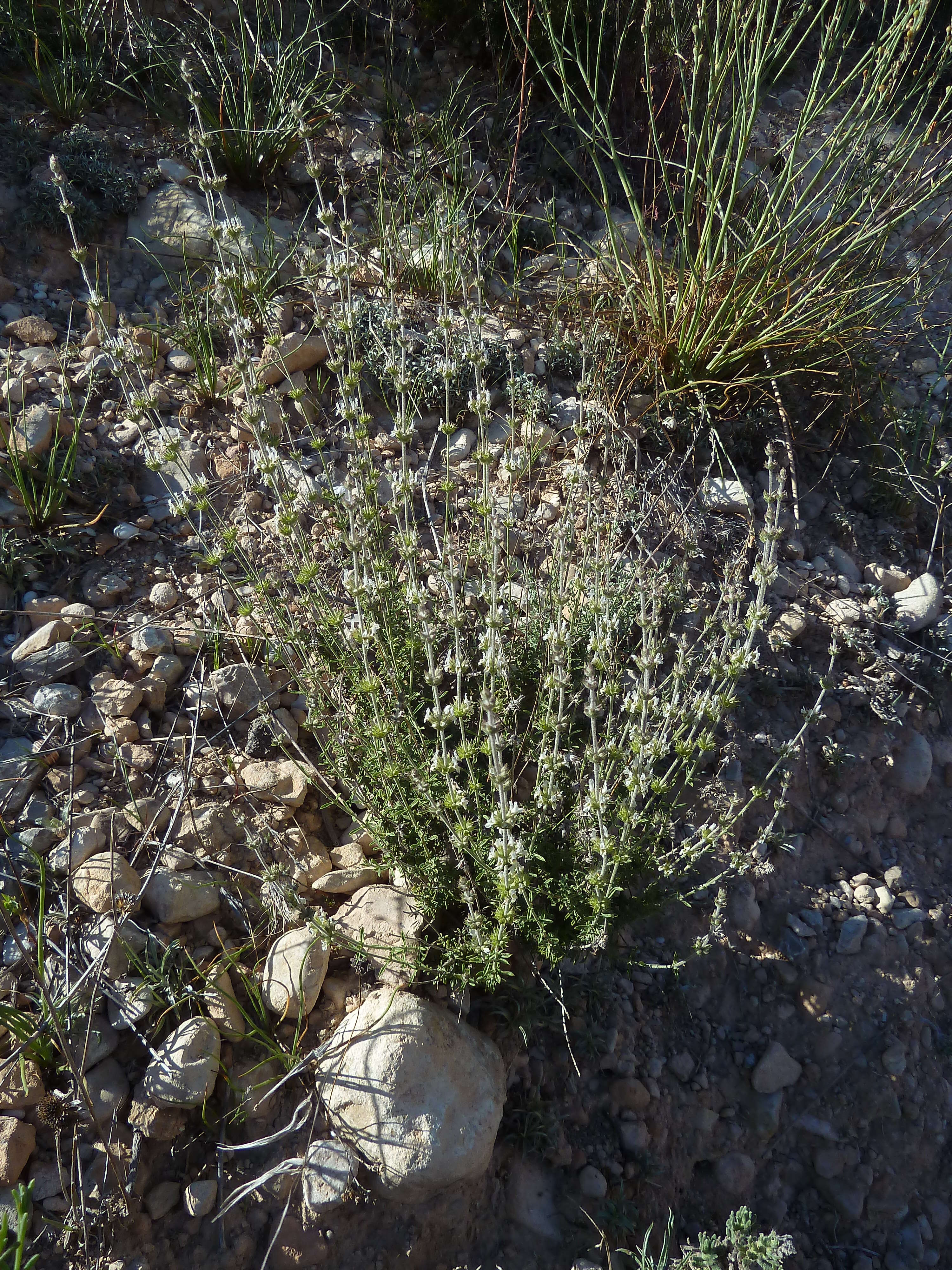 Image of Sideritis leucantha Cav.