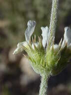 Image of Sideritis leucantha Cav.