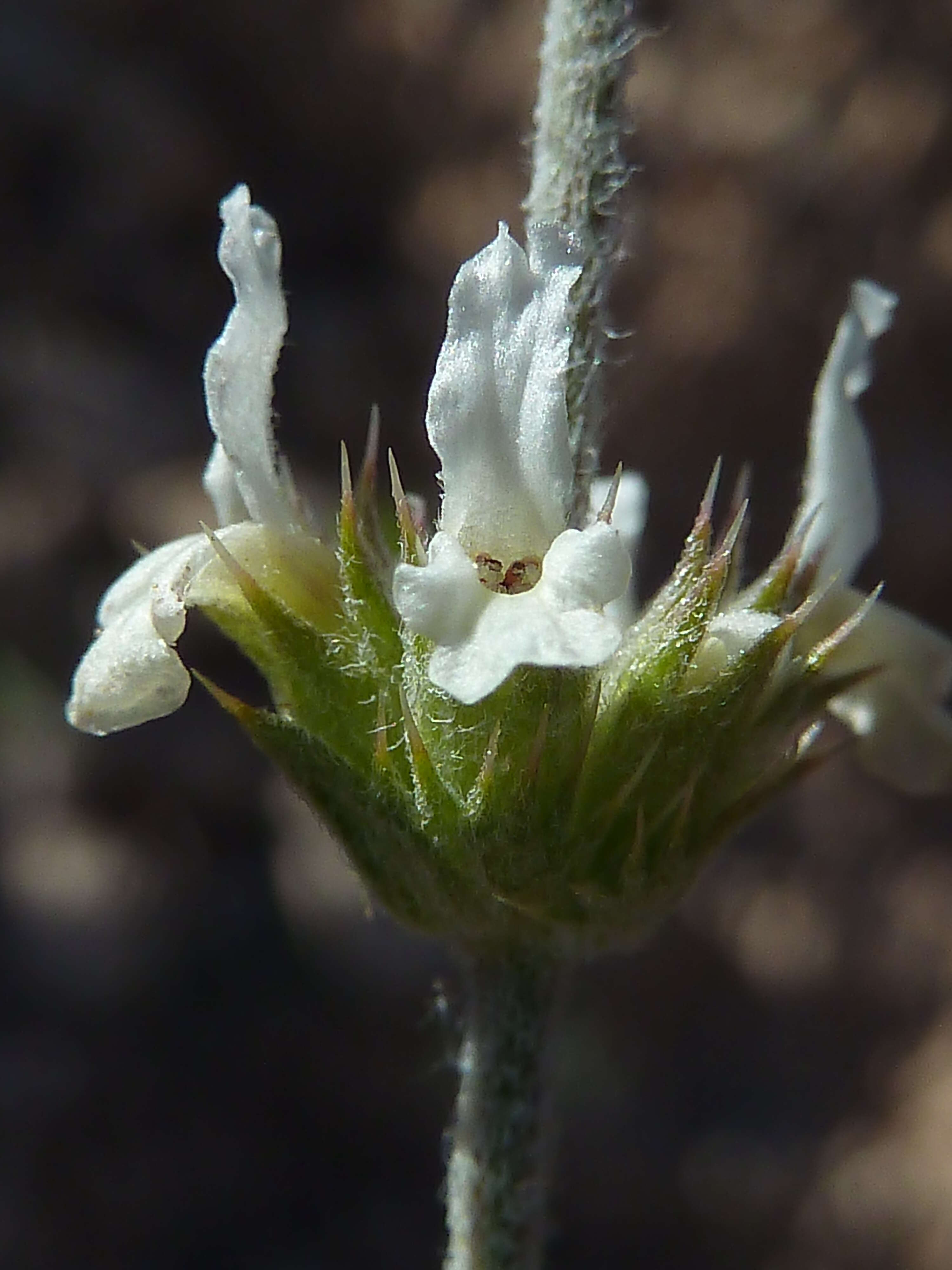 Image of Sideritis leucantha Cav.