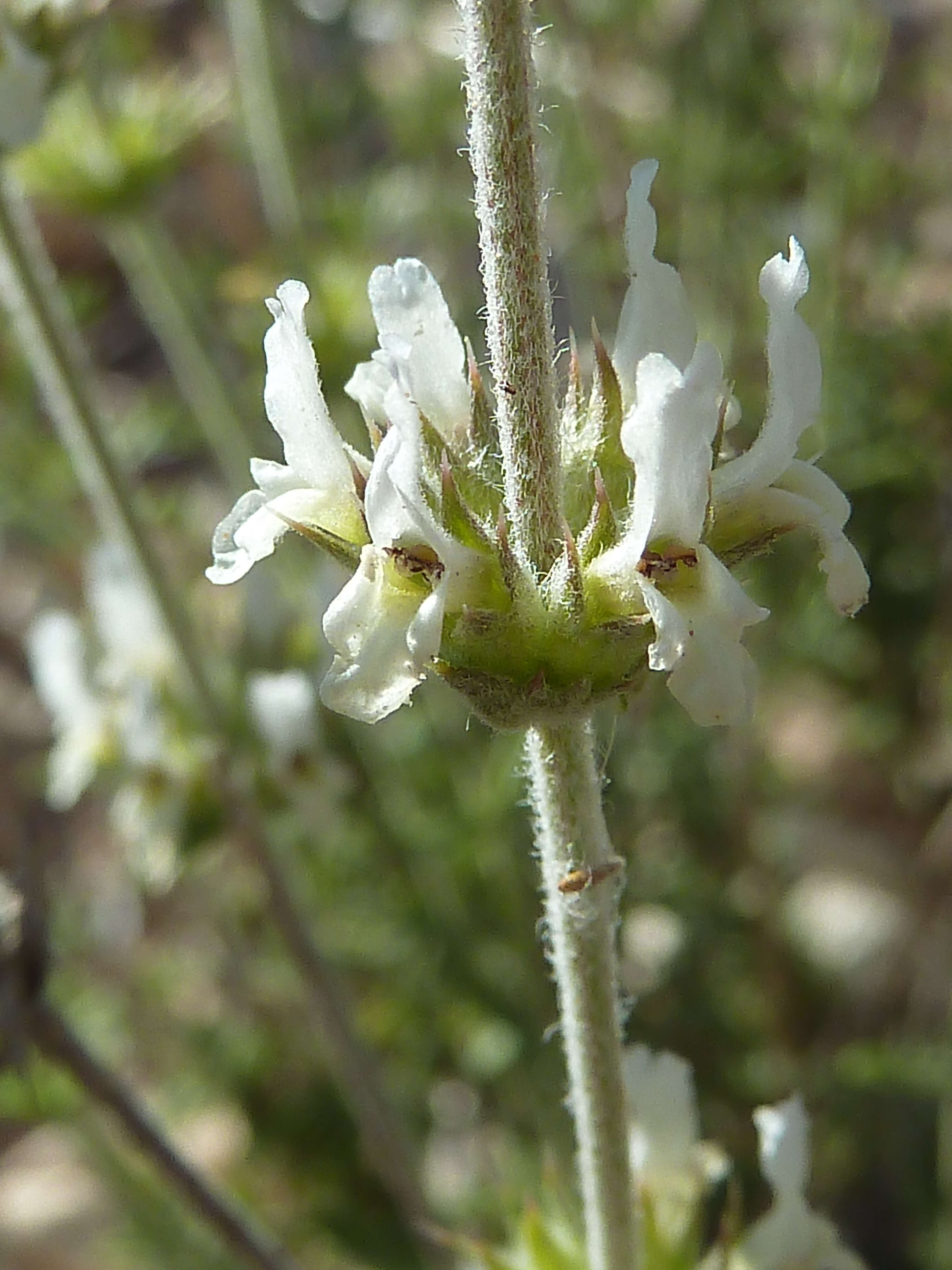 Image of Sideritis leucantha Cav.