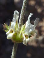 Image of Sideritis leucantha Cav.