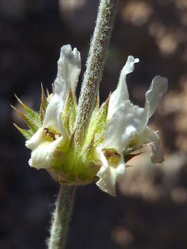 Plancia ëd Sideritis leucantha Cav.