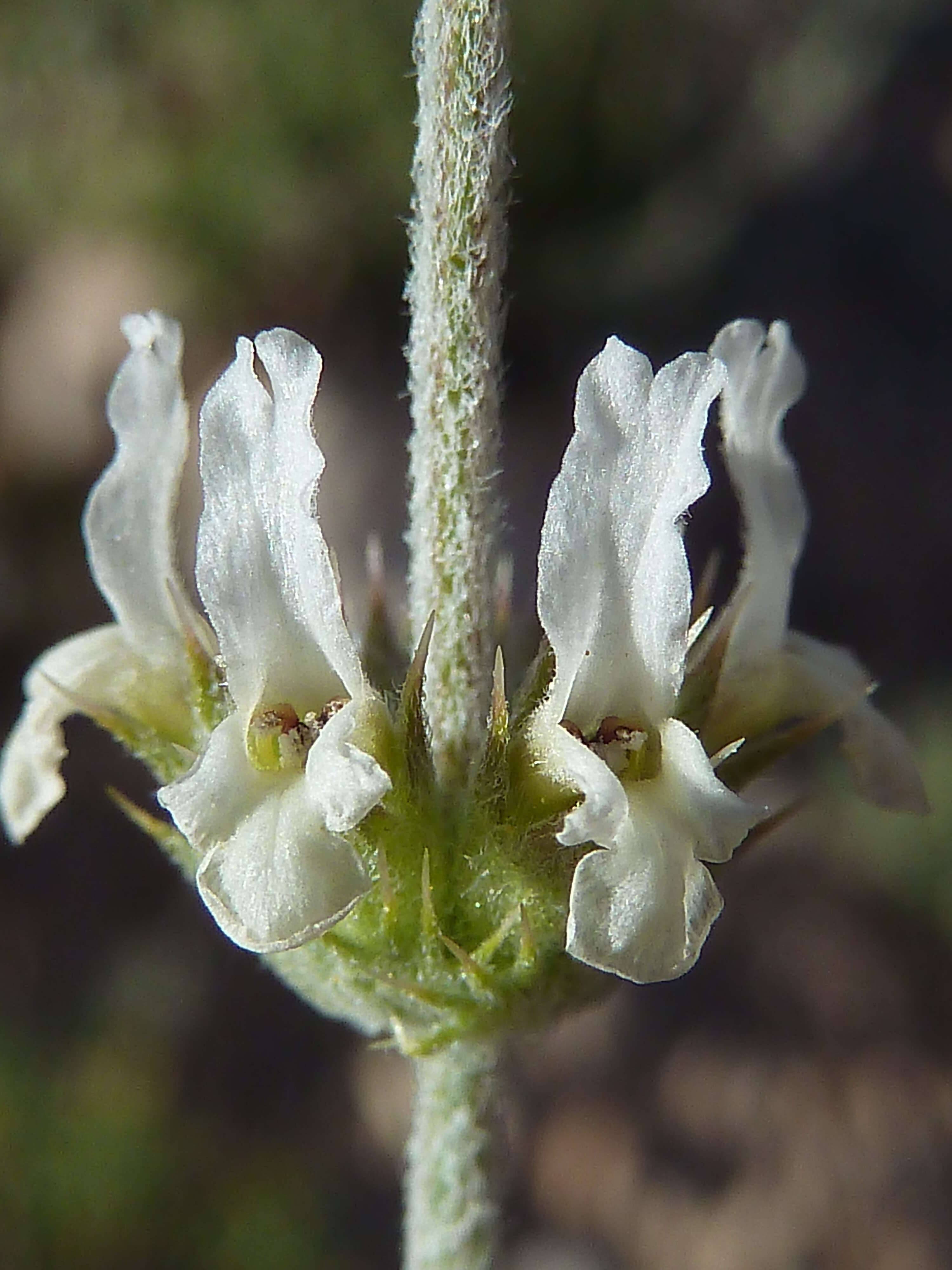 Image of Sideritis leucantha Cav.