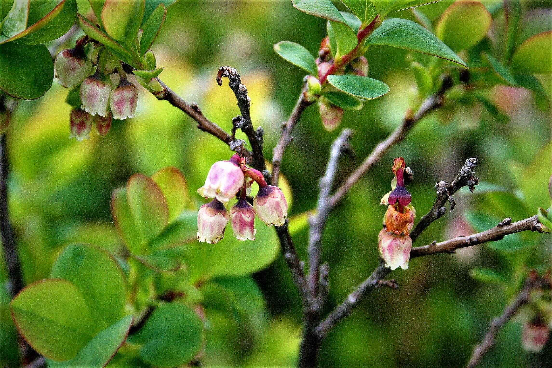 Image of alpine bilberry