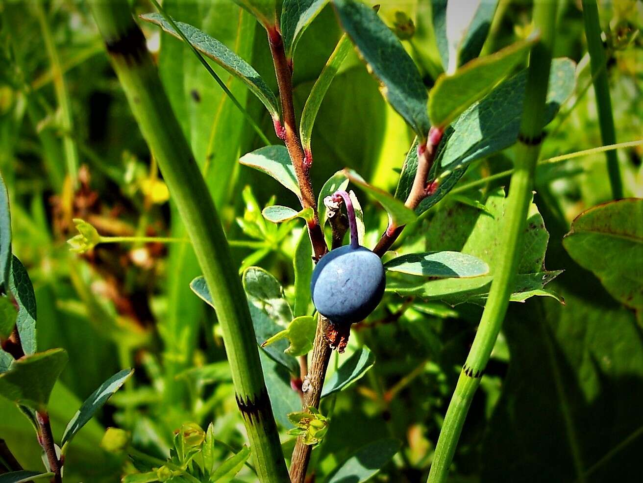 Image of alpine bilberry