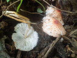 Слика од Lepiota cristata (Bolton) P. Kumm. 1871