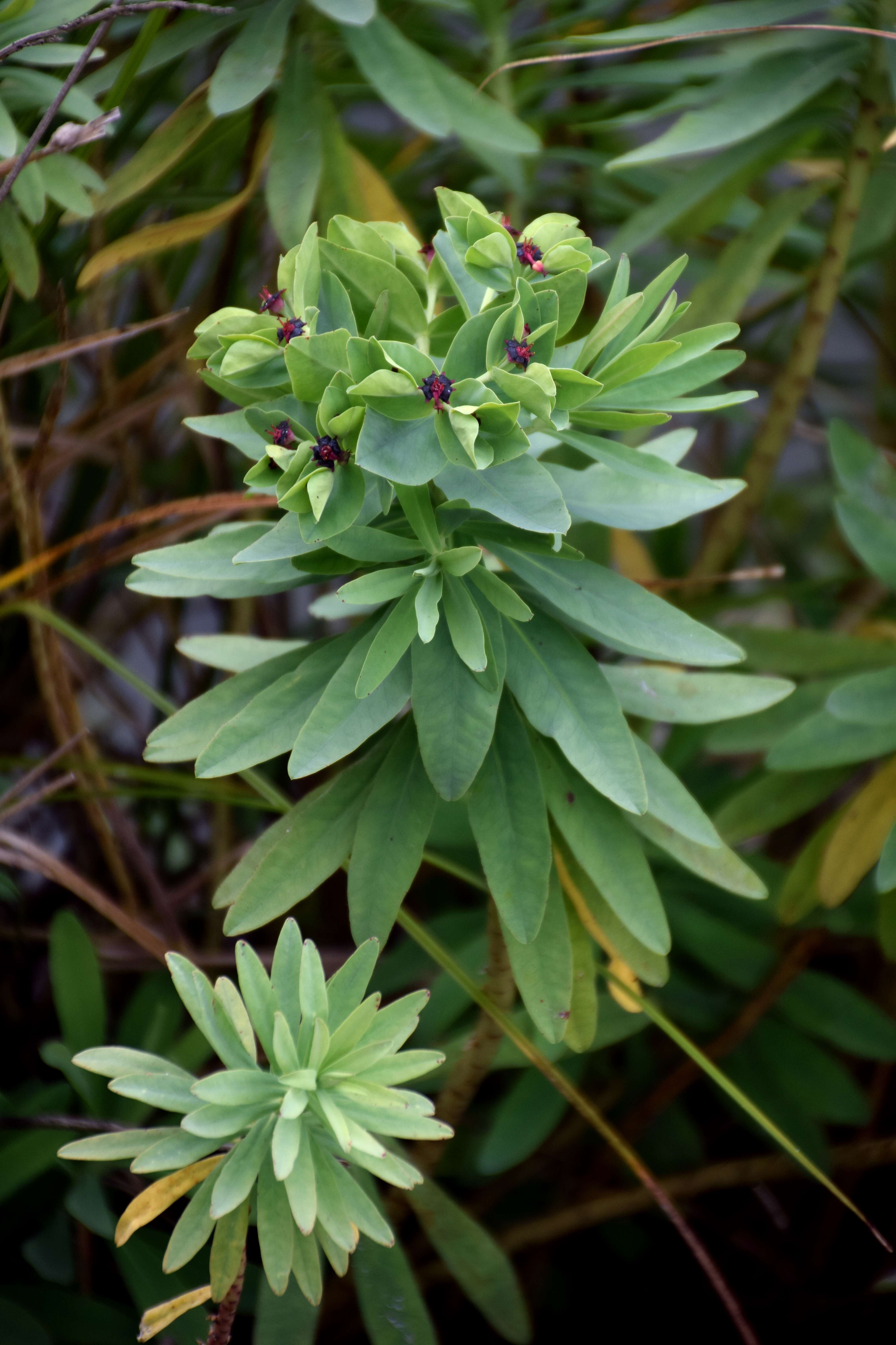 Imagem de Euphorbia glauca G. Forst.