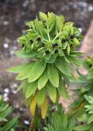 Imagem de Euphorbia glauca G. Forst.