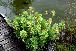 Imagem de Euphorbia glauca G. Forst.