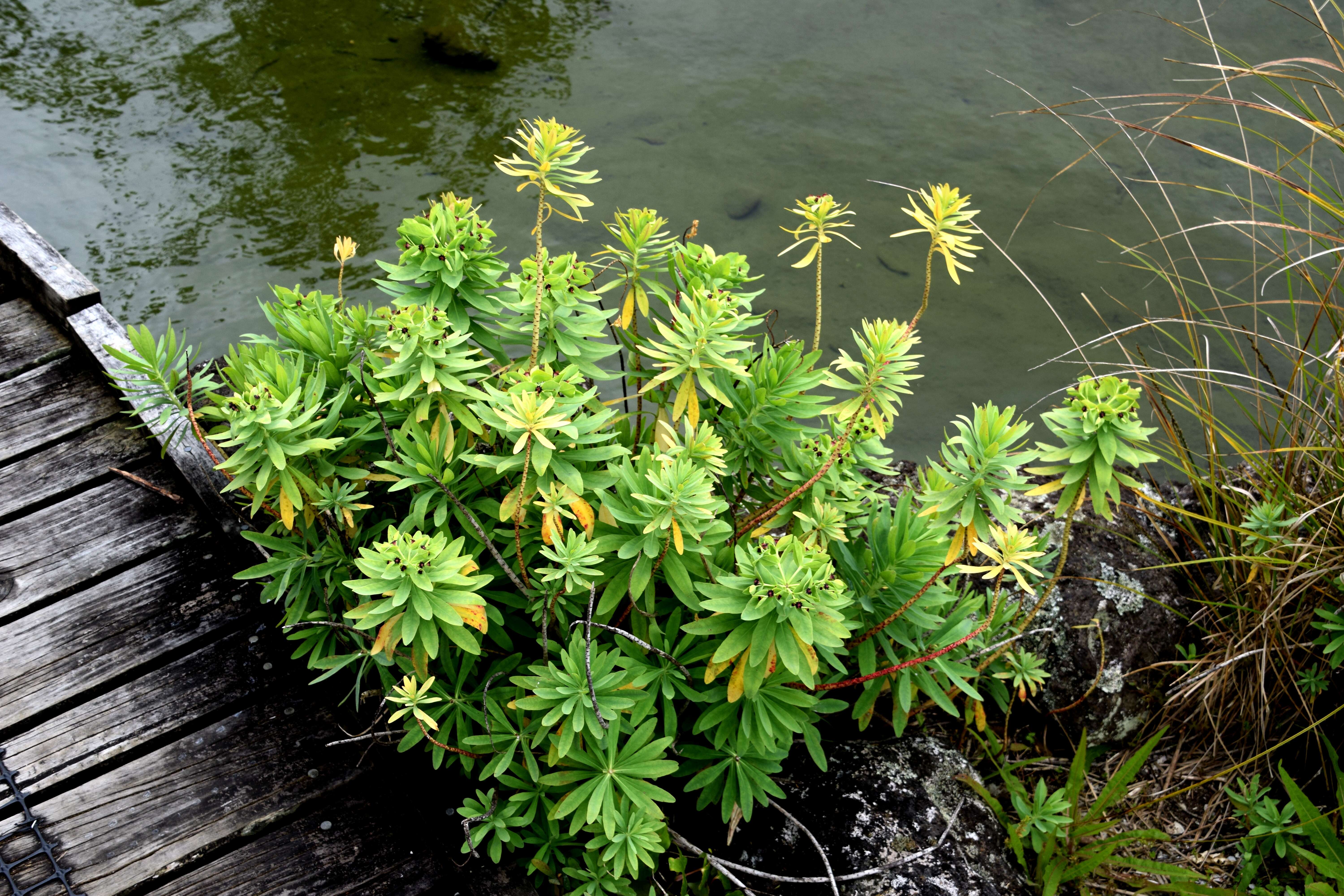 Imagem de Euphorbia glauca G. Forst.