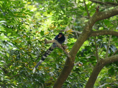 صورة Urocissa caerulea Gould 1863