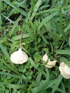 Image of Snowy Waxcap