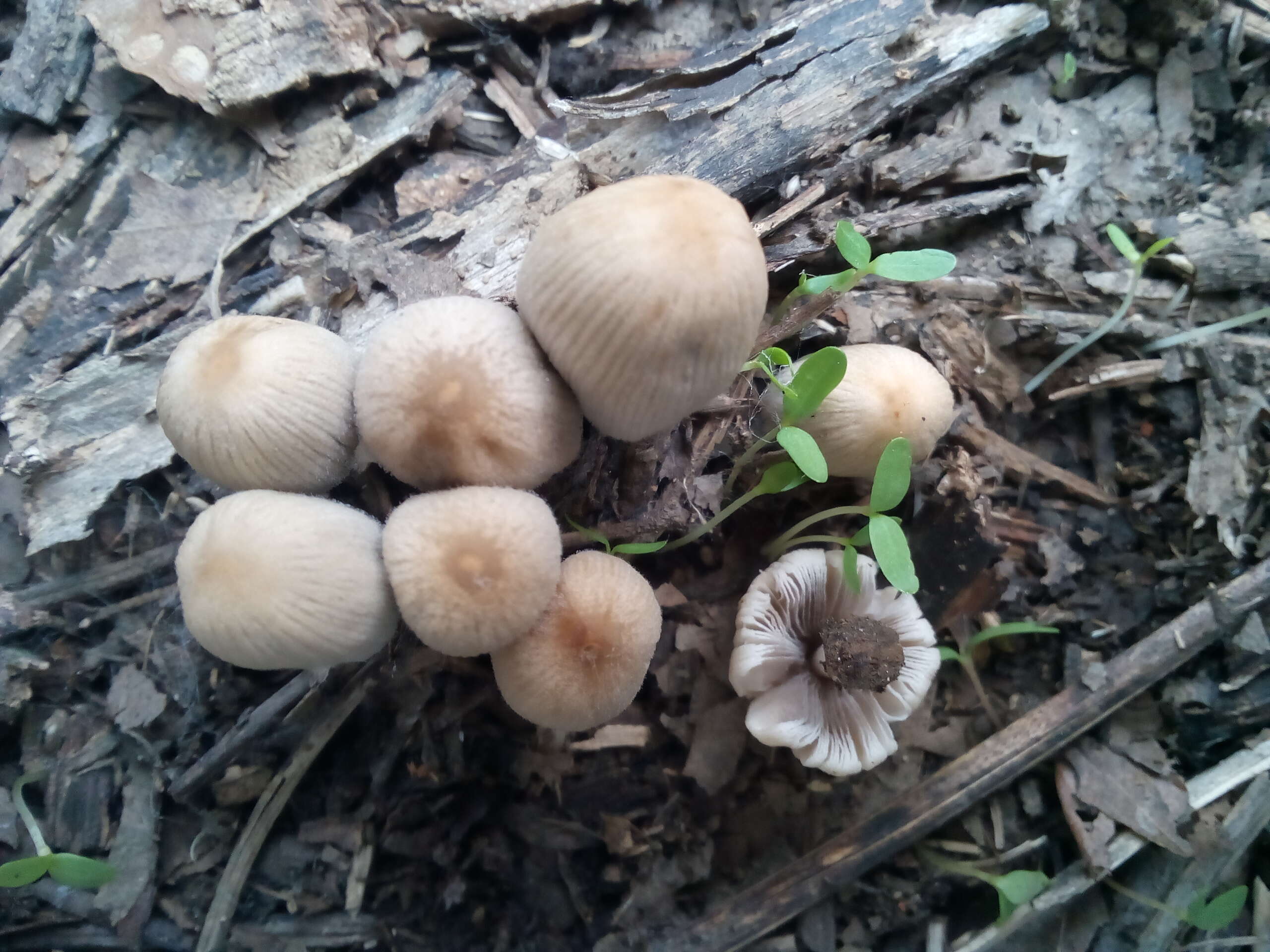 Image of Trooping Inkcaps