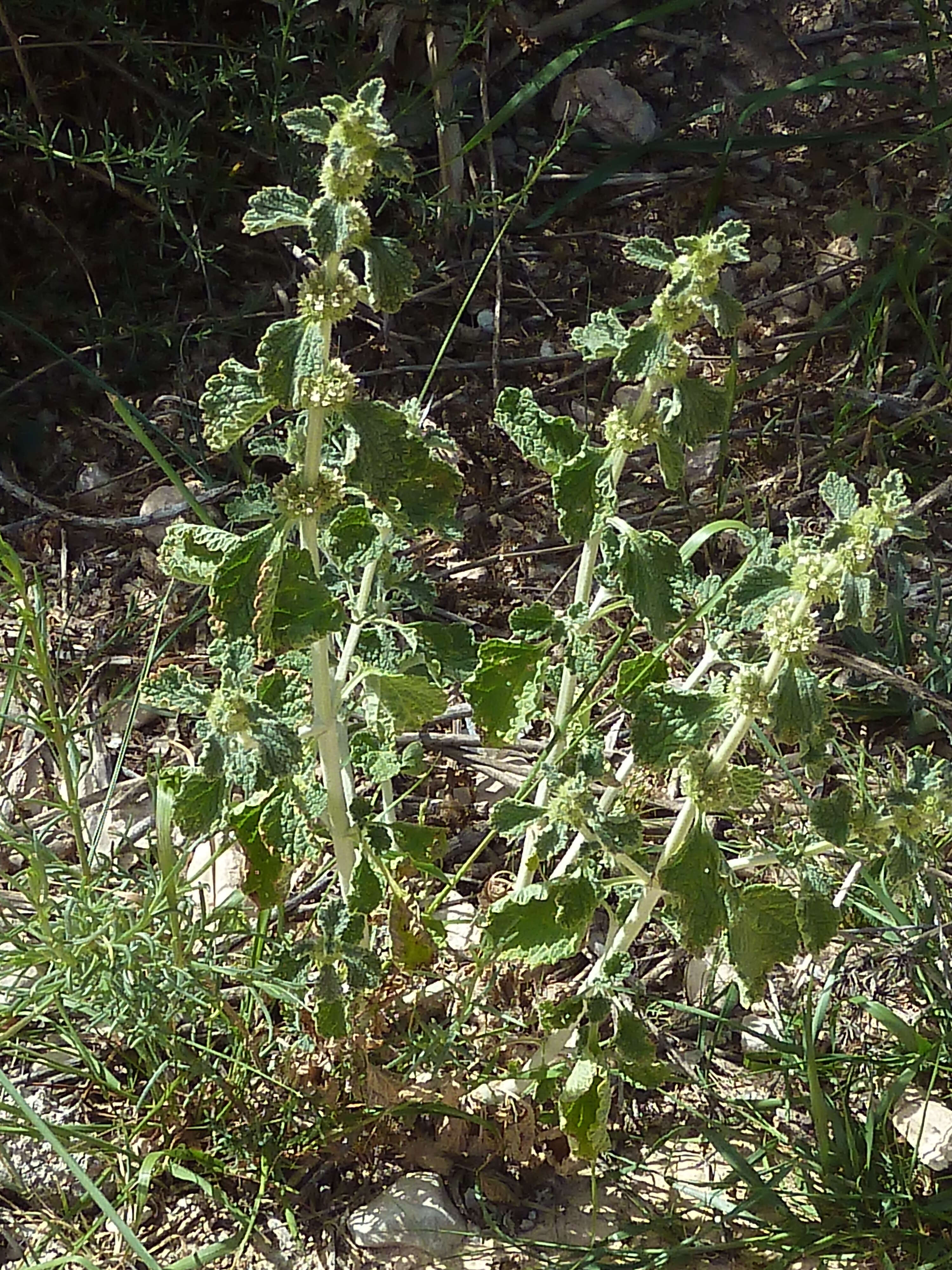 Image of horehound