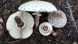 Image of Green-spored parasol