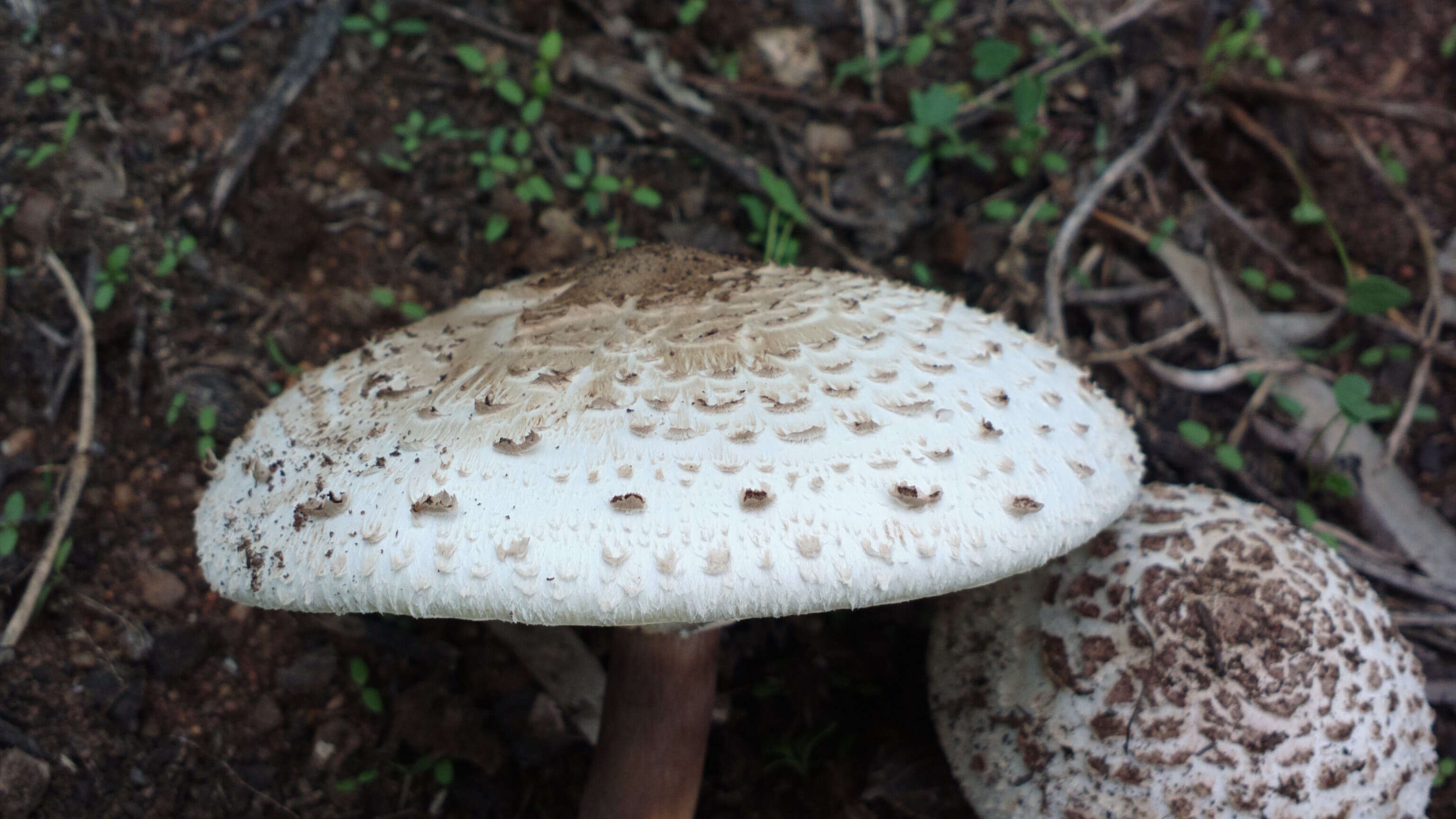 Image of Green-spored parasol