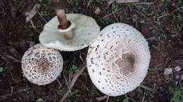 Image of Green-spored parasol