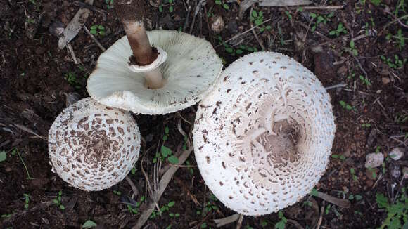 Plancia ëd Chlorophyllum molybdites (G. Mey.) Massee ex P. Syd. 1900