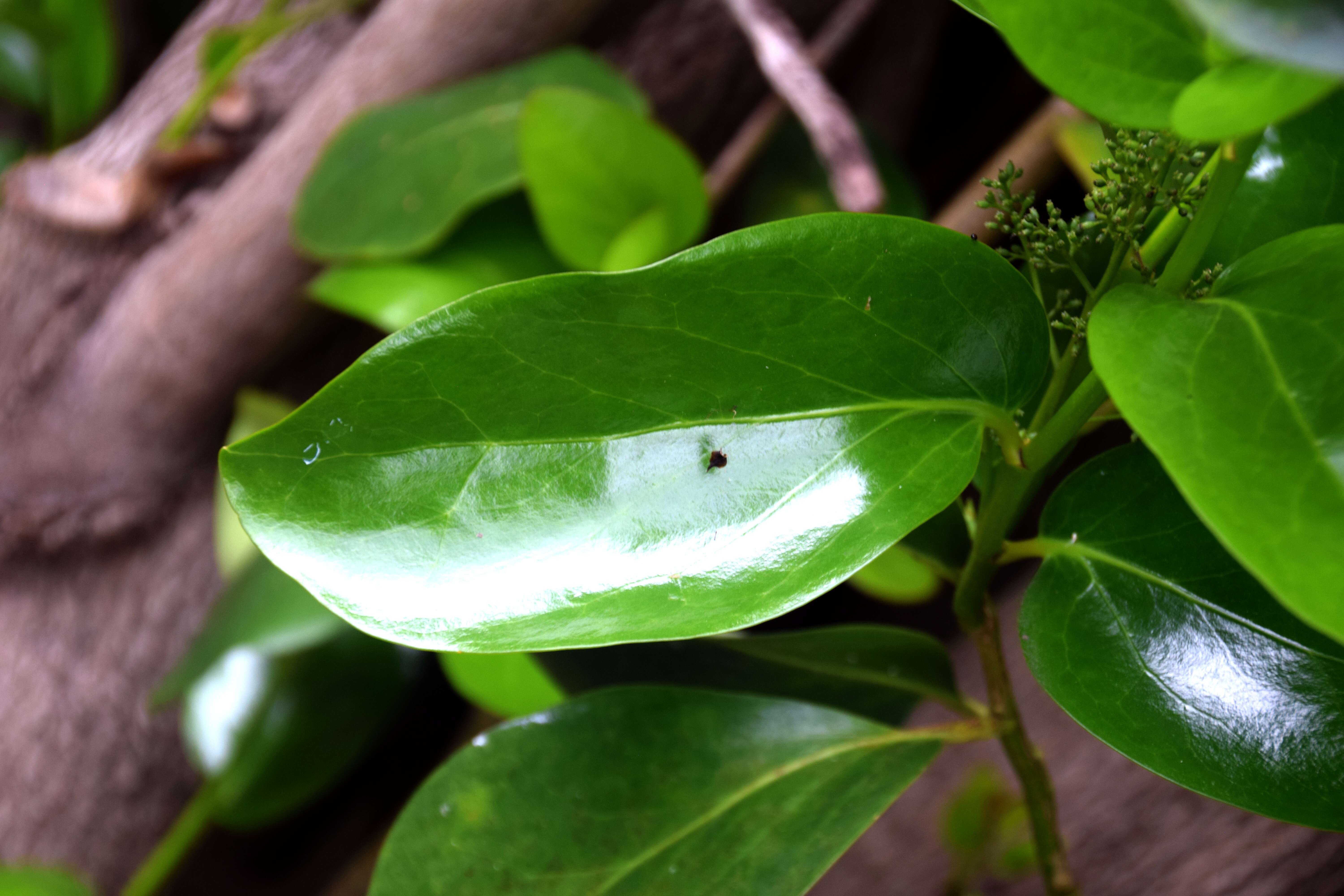 Image of Griselinia lucida (J. R. Forst. & G. Forst.) G. Forst.