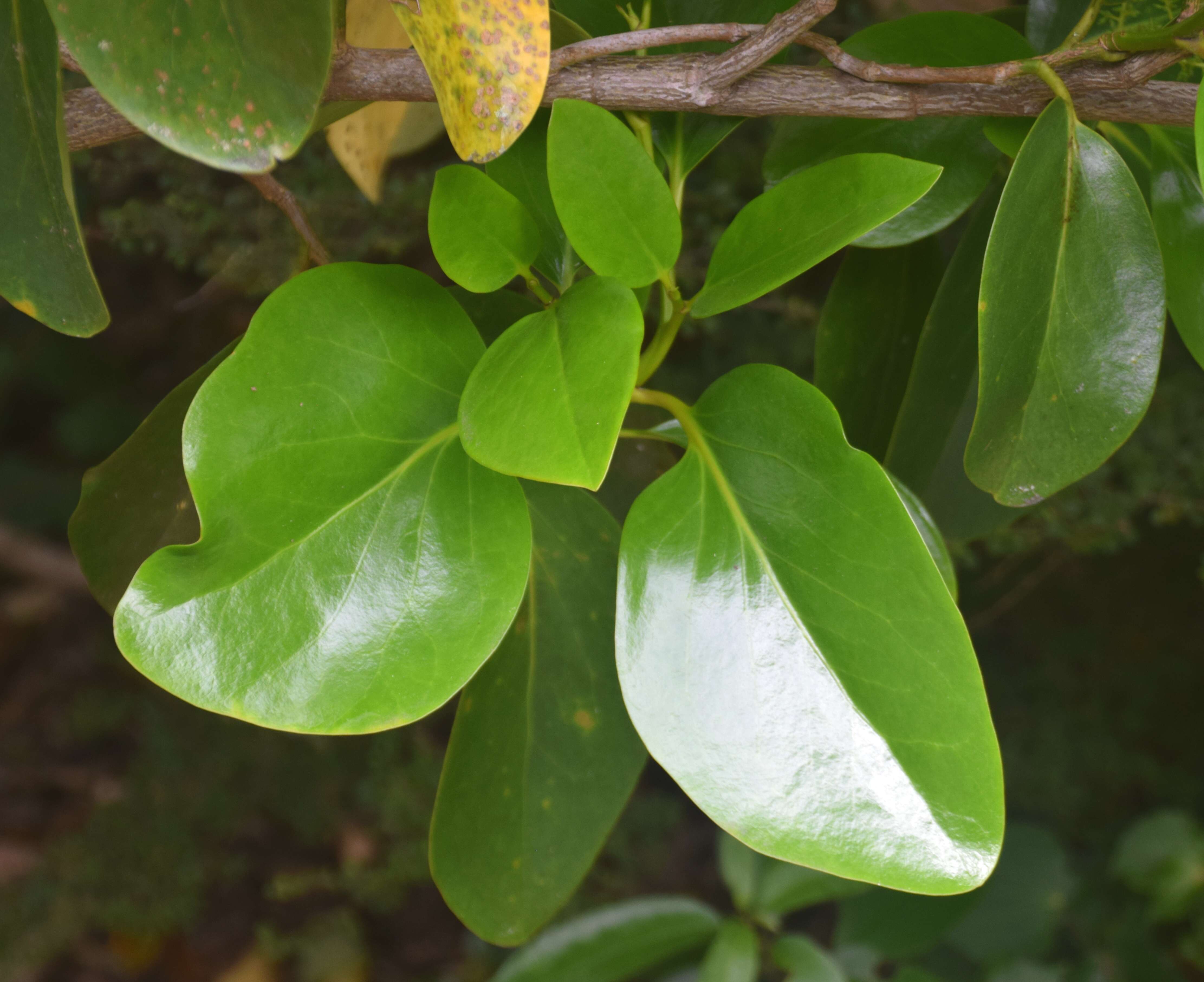 Image of Griselinia lucida (J. R. Forst. & G. Forst.) G. Forst.