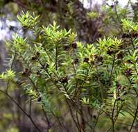 Sivun Veronica diosmifolia R. Cunn. kuva