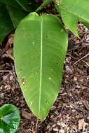 Image of Heliconia tortuosa Griggs