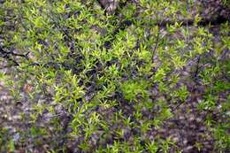 Image of Leucopogon fasciculatus