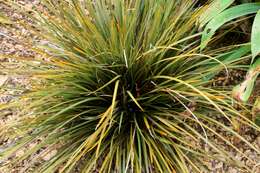 Image of Libertia ixioides (G. Forst.) Spreng.