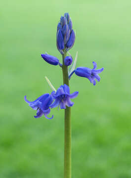 Imagem de Hyacinthoides massartiana Geerinck