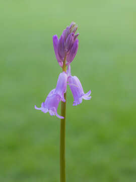 Image of hyacinthoides