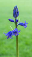 Image of hyacinthoides