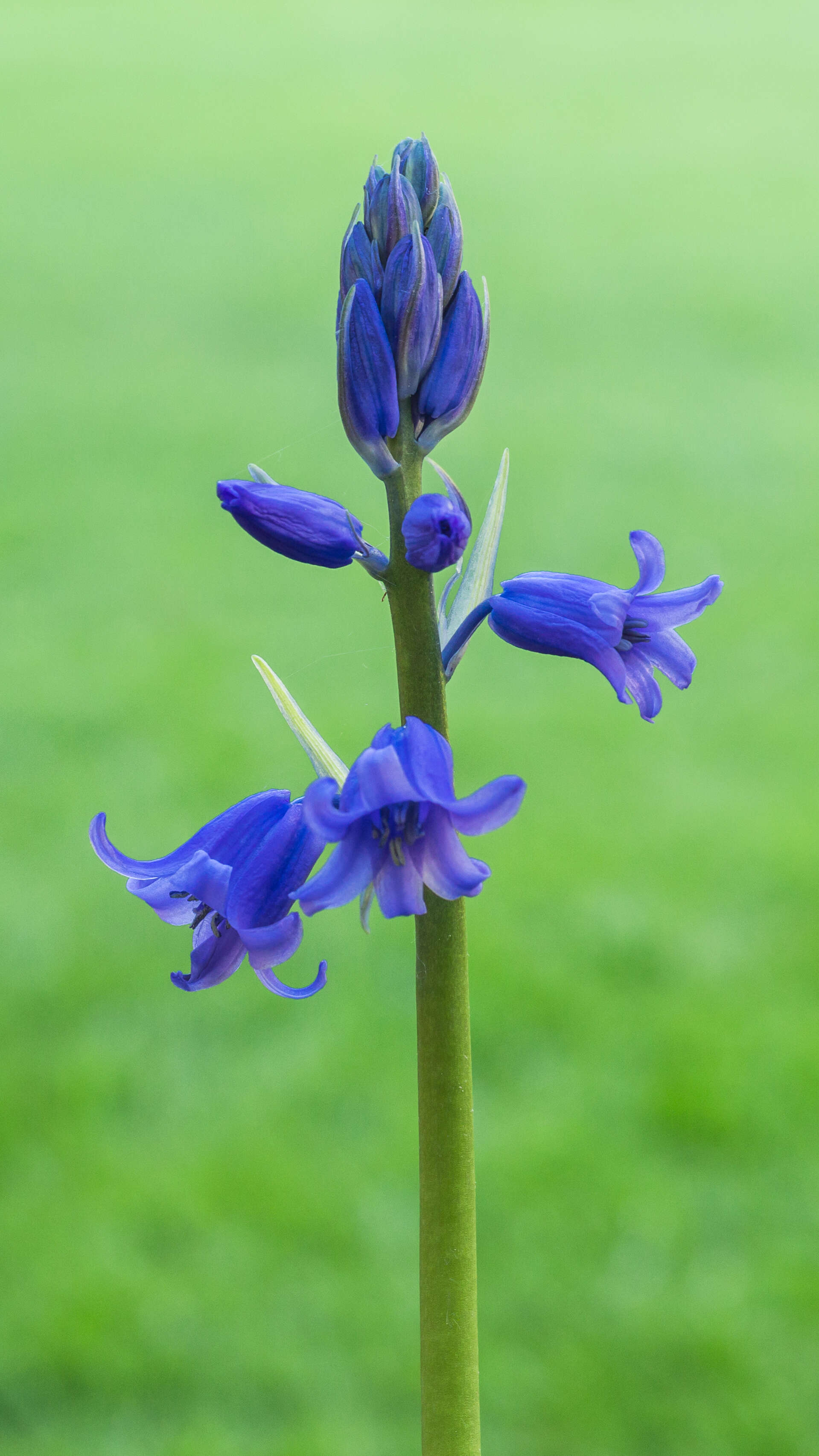 Image of hyacinthoides