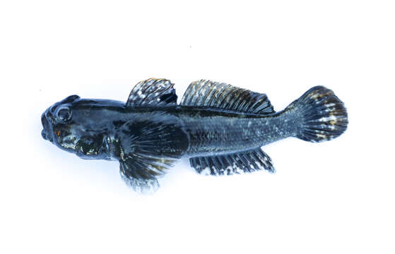 Image of Neogobius