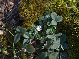 Image of pink barren strawberry