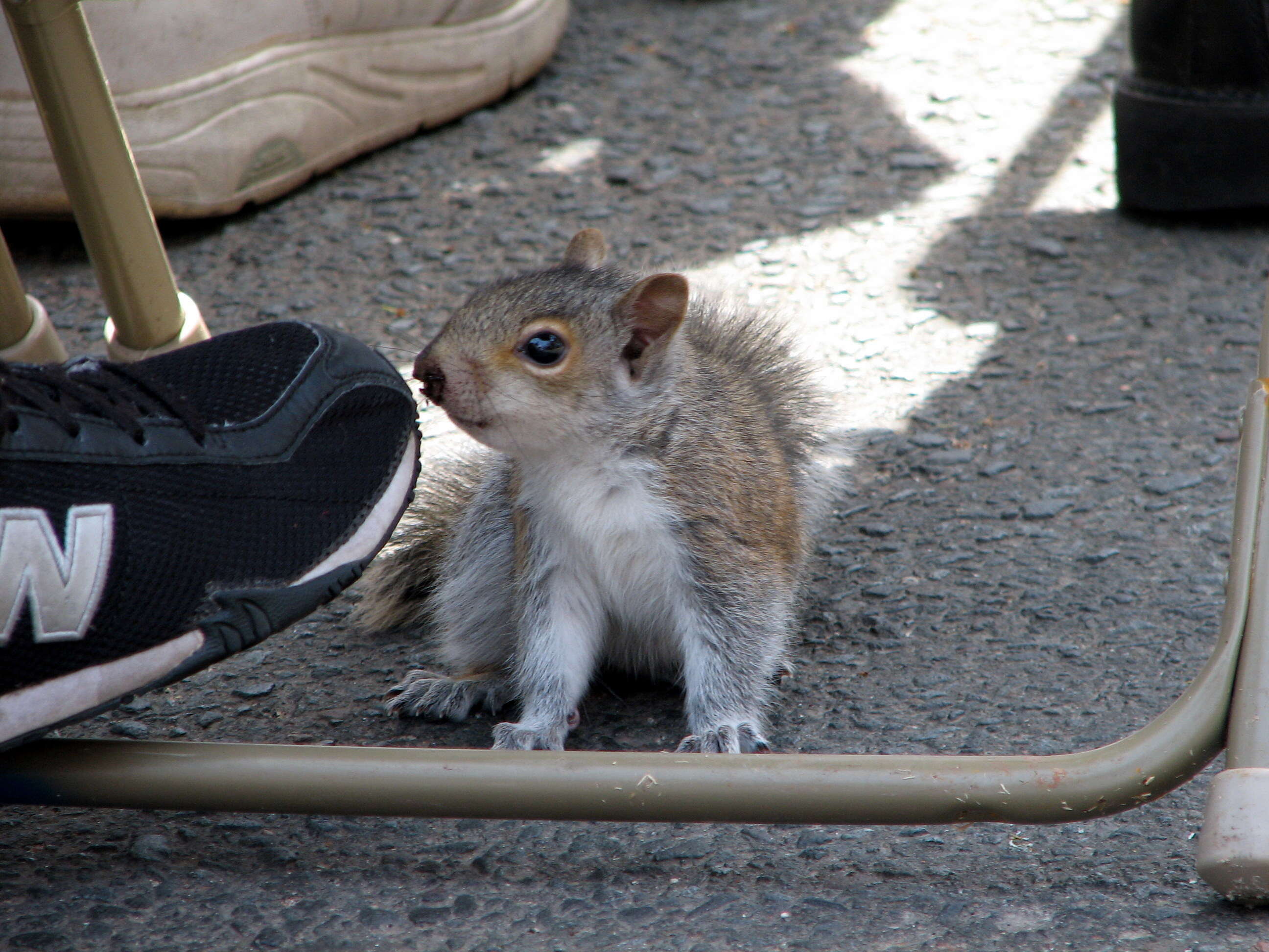 Image of Sciurus subgen. Sciurus Linnaeus 1758