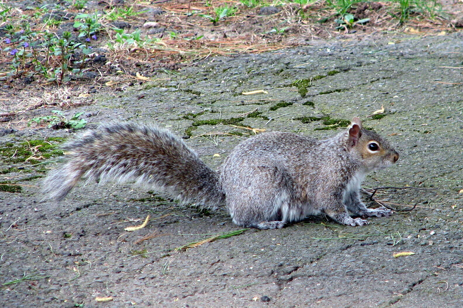 Image of Sciurus subgen. Sciurus Linnaeus 1758