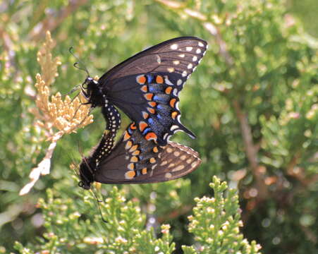 Image of Black Swallowtail