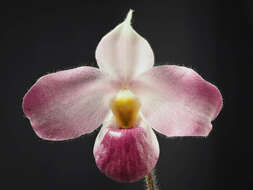 Image de Paphiopedilum vietnamense O. Gruss & Perner