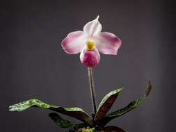 Image de Paphiopedilum vietnamense O. Gruss & Perner