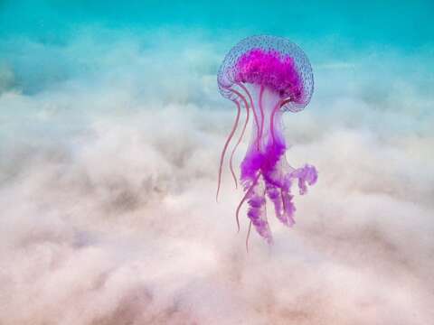 Image of Purplestriped jellyfishes