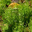 Sivun Cardamine micranthera Rollins kuva