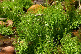 Слика од Cardamine micranthera Rollins