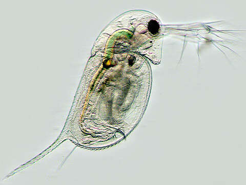 Image of long-tailed waterflea