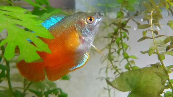 Image of Honey gourami