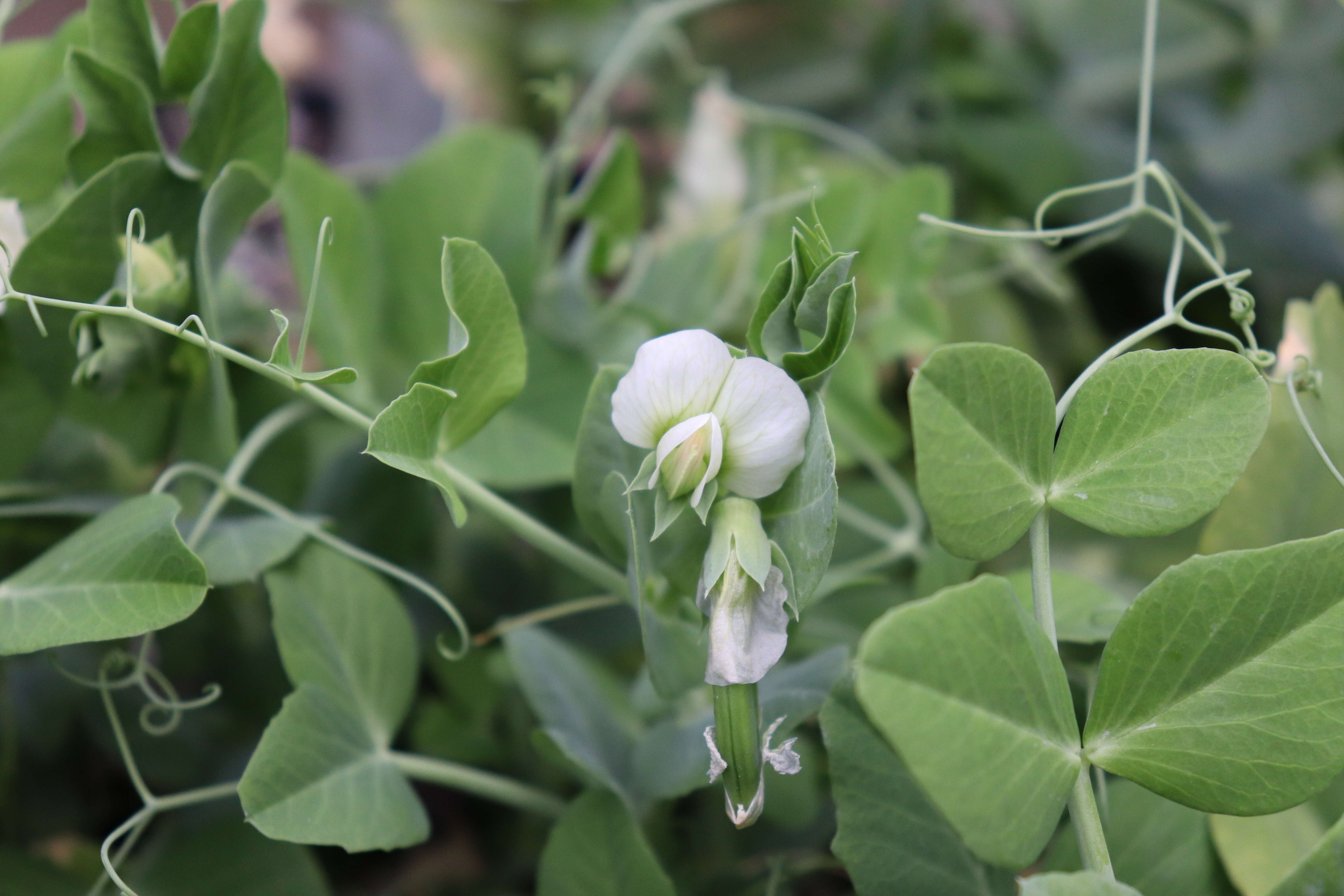 Plancia ëd Pisum sativum var. macrocarpum