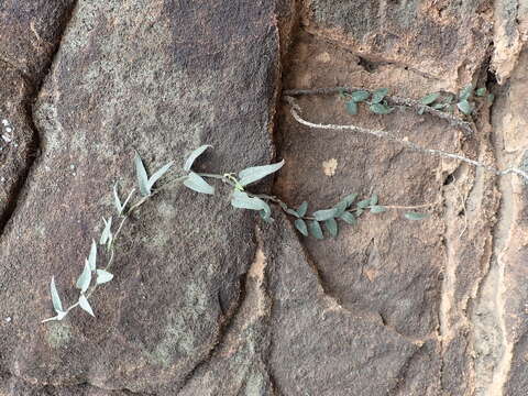 Image of Parsonsia eucalyptophylla F. Müll.