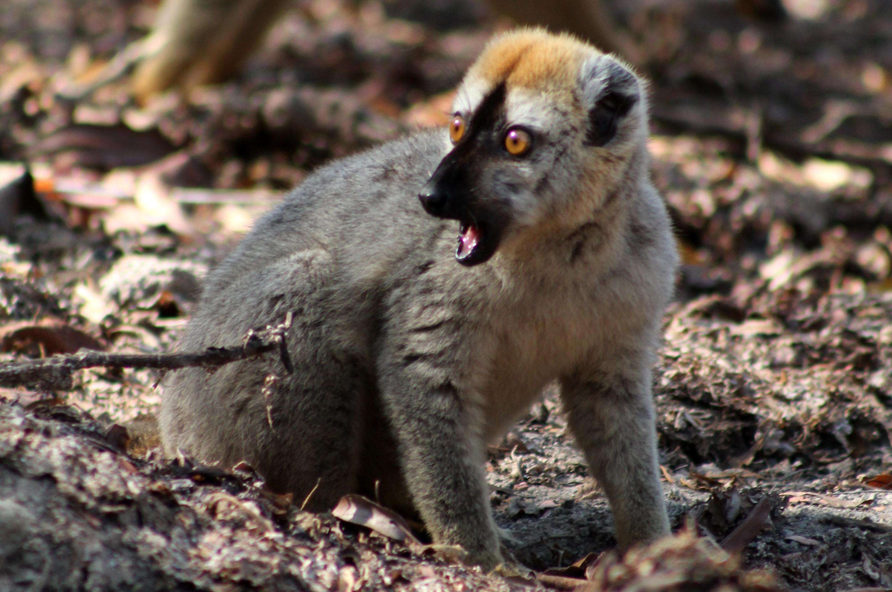 Image of Audebert's Brown Lemur